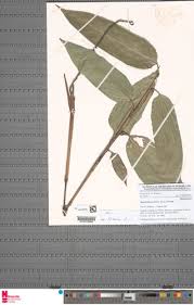 Image result for Hypselodelphys