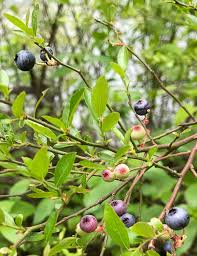 Namethatplant Net Berry Images