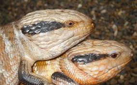 Do blue tongue skinks really need uvb? Breeding Blue Tongue Skinks