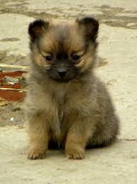 Maybe you would like to learn more about one of these? Pomeranian X Chihuahua Puppies Pets Lovers