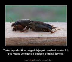 Ten dość spory owad, który swoim wyglądem może nieźle przestraszyć, większość czasu spędza pod ziemią obgryzając korzenie. Mitoslavia Turkuc Podjadek