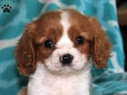 If you are unable to find your companion in our dogs for adoption sections, please consider looking thru the directory of rescue organizations, to see if they have any current dogs for adoption listings. Page Not Found Greenfield Puppies King Charles Cavalier Spaniel Puppy Spaniel Puppies For Sale Puppies