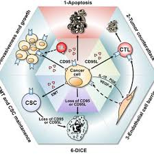 Watch2gether has a simple goal: Graphical Summary Of The Role Of Cd95 Cd95l In Cancer Together With Download Scientific Diagram