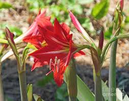 December 9, 2016 back to picks >. St Joseph Lilies 1 Photograph By Lizi Beard Ward