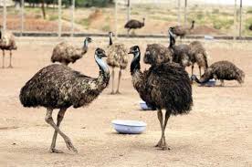 Pin By Anaz Chirakkal On Emu Farm In 2020 Emu Farm Emu Bird