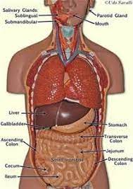 Provides a section feature of enlarged heart and blood circulation diagram. Labeled Anatomy Torso Model Digestive System Nervous System Anatomy Digestive System Model Physiology