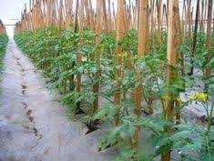 Gustul acestor rosii aminteste de gustul rosiilor de gradina, fiind foarte apreciate de consumatori. 9 Weinrebe Ideen Weinrebe Reben Wein Schneiden