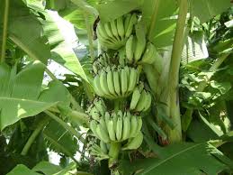 Informasi keragaman tanaman pisang di wilayah kabupaten banyuwangi, jember dan lumajang dari. Tahu Tak Boleh Tanam Pisang Cara Terbalik Kitareporters Semua Boleh Jadi Reporter