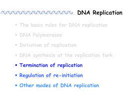 Deoxyribonucleic acid, commonly known as dna, is a nucleic acid that has three main components: Ppt Dna Replication Powerpoint Presentation Free Download Id 3696729