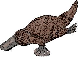 Image result for Platterpus
