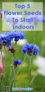 Growing flowers from seed can take some patience, but it's how to speed up seed starting. Flower Seeds Start Indoors Life S Dirty Clean Easy