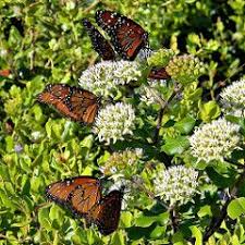 A Z Milkweed Species Antelope Horns To Zizotes Milkweed For Monarchs Asclepias Alphabetical Asclepias Milkweed Butterfly Garden