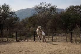 Our capacity is over 100 saddles per month and 500 blankets. The Horse Whisperers Of Argentina Bbc News