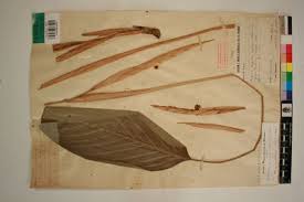 Image result for Halopegia azurea