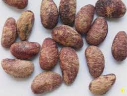 Image result for Vangueria madagascariensis