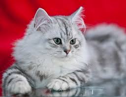 As well as being sturdy little felines with very few health issues, these cats are blessed with some of the most appealing character traits of any cat i've ever encountered. Life Span Of British Longhair