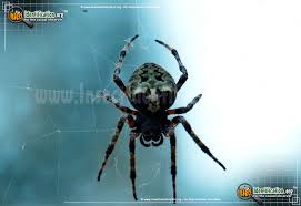 Most orb weaver webs are vertical (perpendicular to the ground), but there are a handful that will spin a horizontal web (parallel to the ground). Orb Weaver Araneus Spp