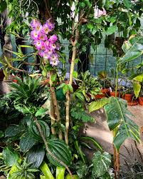 Image result for Dorstenia buchananii