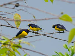 Image result for Faroa affinis