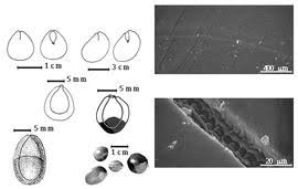 Image result for Adenodolichos