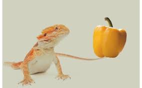 Because of their relatively small size and docile nature, these reptiles have. Bearded Dragon S Diet Food Items List And Feeding Guide