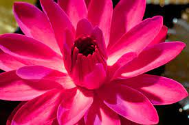 Check spelling or type a new query. 10 Lovely Flowers That Bloom Only At Night Blog Nurserylive Com Gardening In India