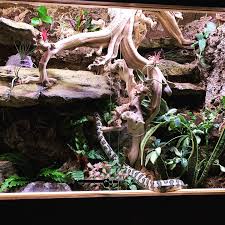 First Viv And A Very Happy Carpet Python Snake Terrarium Bioactive Vivarium Python