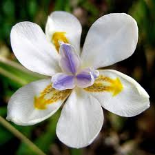 Image result for Dietes
