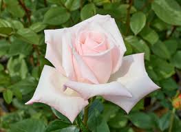 ロイヤル ハイネス - Royal Highness