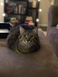 My Cat Meeko Is An Adorable Loaf Meow Moe Cats Cats And Kittens Cute Cats And Kittens