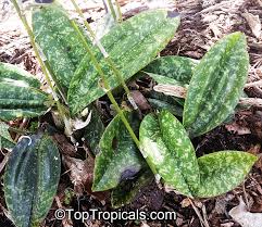 Image result for Oeceoclades maculata