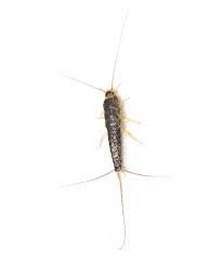 Silverfish bug treatments are big endeavors, and they start with gaining an understanding of the how to get rid of silverfish bugs? Silverfish Identification Habits Behavior Allgood Pest Solutions