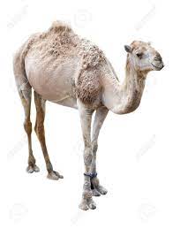 Mary blair golden books postcard. Dromedary Camel Isolated On A White Background Stock Photo Picture And Royalty Free Image Image 27578193