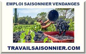 Cueillette, emploi saisonnier, job d'été. Emploi Saisonnier Vendange