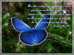 Sentimientos Polilla Pensando En Ti Mariposas