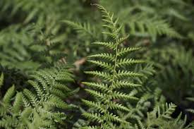 Image result for Dryopteris antarctica