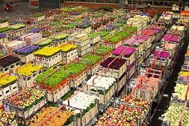 Holland Flower Market The Places Youll Go Travel Favorite Cnn Travel