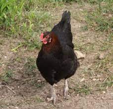 Seit wann hält der mensch hühner? Wie Lange Legen Huhner Eier Eianzahl Ist In Jedem Huhn Bei Geburt Festgelegt