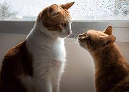Why Do Cats Smell Each Other When They Meet