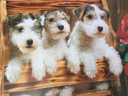 Bathing your wire haired terrier before grooming can make the. Wire Fox Terrier Pups Wirehaired Fox Terrier Fox Terrier Wire Fox Terrier