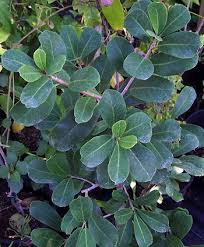 Image result for Ficus craterostoma