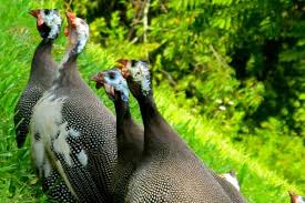 Are guinea fowl the right choice for your backyard? 5 Reasons Not To Raise Guinea Fowl On Your Homestead