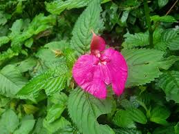 Image result for Impatiens purpureoviolacea