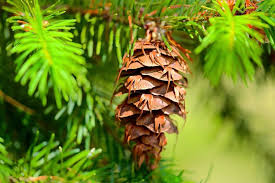 Douglas fir is monoecious, meaning both male and female cones are found on the same tree. Taking The Confusion Out Of Identifying Conifers For Kids Moving Mountains Daily