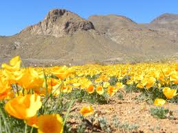 Maybe you would like to learn more about one of these? Springtime In El Paso Texas The Yellow Poppies Are Beautiful When In Full Bloom Southwest Travel El Paso Texas Photography Landscape Photos