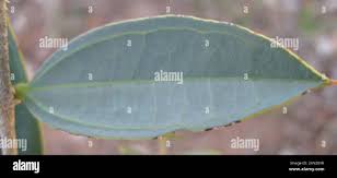 Image result for Strychnos pungens