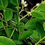 Image result for Dalbergia melanoxylon