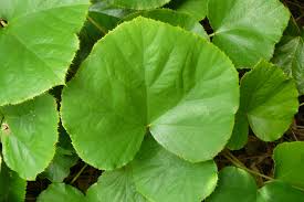 Image result for Rubus iringanus