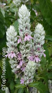 Image result for Justicia phyllostachys