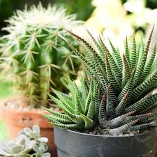 Send green plants, including bonsai plants, cypress trees, and cactus plants from ftd. 32 Inspirational Gardening Quotes